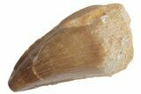 Fossil Mosasaur (Prognathodon) Tooth - Morocco #217020-1